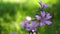 Blooming Malva Sylvestris, Common Mallow on green meadow