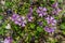 Blooming malva sylvestris on a sunny day