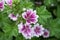 Blooming Malva Zebrina