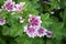 Blooming Malva Zebrina