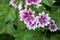 Blooming Malva Zebrina