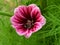 Blooming Malva Zebrina