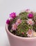 Blooming mamillaria cactus flower in clay pot on white blurred background. Selective focus. Close up