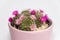 Blooming mamillaria cactus flower in clay pot on white blurred background. Selective focus. Close up