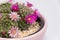 Blooming mamillaria cactus flower in clay pot on white blurred background. Selective focus. Close up