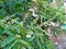 The blooming mango foliage is growing on the green leaves in the Boyolali regency natural garden