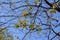 Blooming maple Acer negundo against blue sky. Spring in town