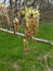 Blooming maple against the background of a forest belt