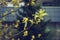 blooming maple on a sunny spring day against the background of city buildings