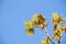 Blooming maple tree in spring against the sky background
