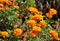 Blooming Marigold