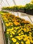 Blooming marigold in commercial greenhouse