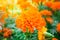 Blooming marigold flower with water drop in garden