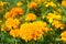 Blooming marigolds