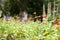 Blooming marigolds tagetes in the garden