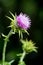 Blooming marsh thistle or European swamp thistle closeup on natural background