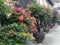 Blooming Marvels: Discover Vibrant Potted Flowers and bonsai trees