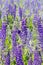 Blooming meadow blue lupins vertical. blue purple lupins, flowers on a summer meadow, wild flowers bloom, long stems with