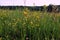 Blooming meadow the edge of Romincka forest, Kaliningrad region, Russia