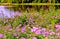 Blooming meadow flowers by the lake.