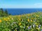Blooming meadow off the coast of the Pacific ocean