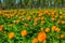 Blooming meadow with orange Trollius flowers