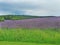 Blooming meadow purple color landscape with forest and clouds in background