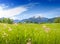 Blooming meadow with snowy Watzmann