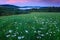 Blooming meadow with white flowers and evening pink sky in Bohemian-Moravian Highlands during sunset, Czech republic