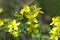 Blooming on the meadow with a wort close-up. Hypericum perforatum.