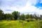 Blooming meadows with yellow field buttercups in National Park Tierra del Fuego, Paseo de la Isla, Patagonia, Argentina