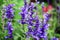 Blooming Mealy Sage flowers