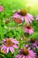 Blooming medicinal herb echinacea purpurea