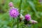The blooming medicinal plant burdock or edible burdock flowers arctium lappa, gobo, edible burdock, happy major, beggar`s button