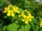 Blooming medicinal plant celandine