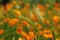 Blooming Mexican Gold Poppies in a garden in Florence