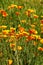 Blooming Mexican Gold Poppies in a garden in Florence