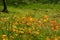 Blooming Mexican Gold Poppies in a garden in Florence