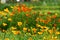 Blooming Mexican Gold Poppies in a garden in Florence