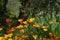 Blooming Mexican Gold Poppies in a garden in Florence