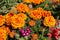 Blooming Mexican marigold Tagetes erecta and Verbena flowers