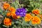 Blooming Mexican marigold Tagetes erecta and Verbena flowers