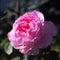 Blooming mid pink English roses in autumn garden on a sunny day. Rose The Ancient Mariner