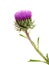 Blooming milk thistle isolated on white