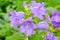 Blooming milky bellflower aka Campanula Lactiflora in the summer garden