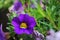 Blooming Million Bells (Calibrachoa)