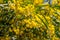 Blooming mimosa against the blue sky.