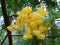 Blooming mimosa tree, Acacia dealbata