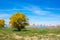 Blooming mimosa tree on the green grass on the shore against the background of the river, overlooking the city Portimao, Portugal