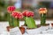 Blooming mini cacti in pots at the store. Close-up